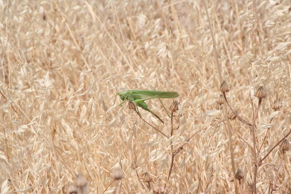 Iraqi Fauna 01.jpg