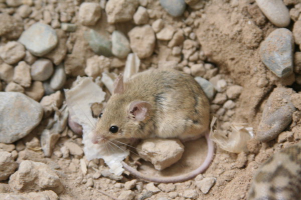 Iraqi Fauna 05.jpg