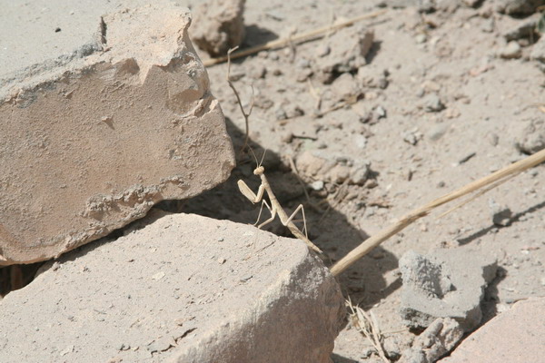 Iraqi Fauna 06.jpg