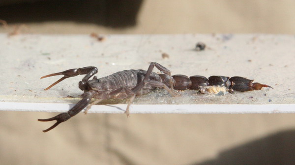 Iraqi Fauna 08.jpg