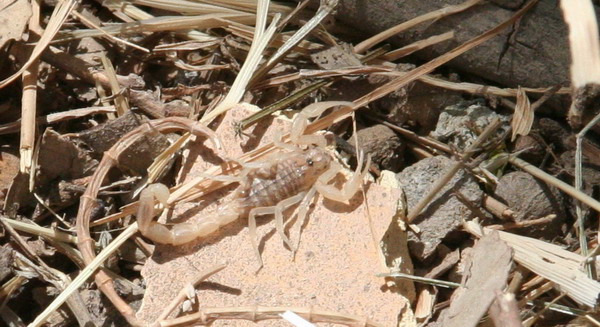 Iraqi Fauna 09.jpg