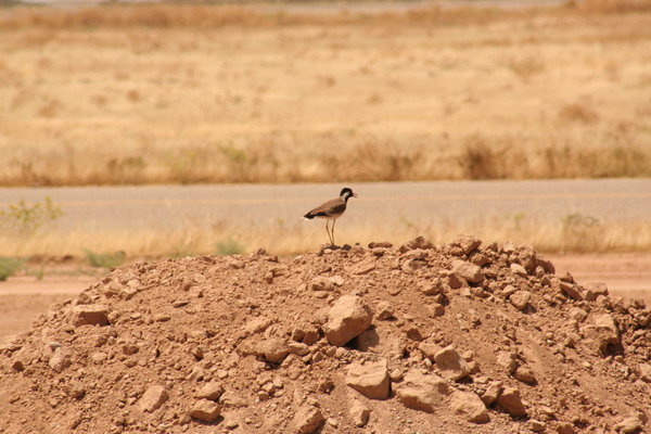 Iraqi Fauna 10.jpg