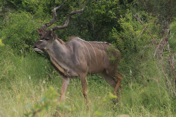 Safari Web 024.jpg