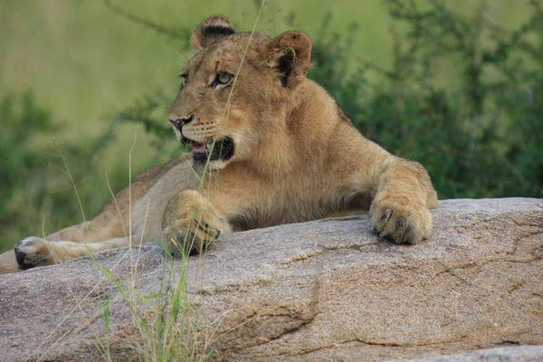 Safari Web 122.jpg